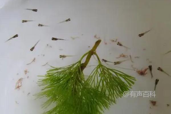 孔雀鱼繁殖方式：卵胎生的特点