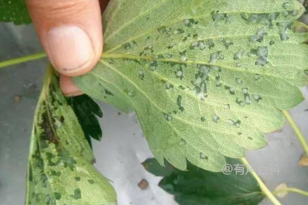 草莓黑心病防治方法：生物有机肥的施用以及及时摘除黄叶