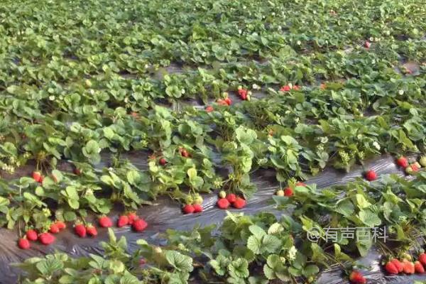 草莓黑心病防治方法：生物有机肥的施用以及及时摘除黄叶