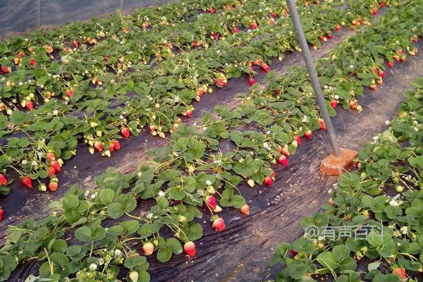 草莓黑心病防治方法：生物有机肥的施用以及及时摘除黄叶