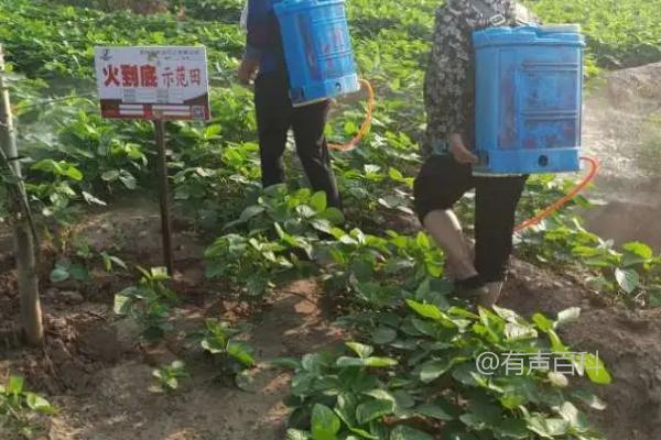 根据百度SEO规范，优化文章标题的关键在于明确、简洁，并且包含主要关键词。对于你的文章标题，可以考虑以下修改版本：

**"大豆氮肥施用方法解析：幼苗期氮肥施用的关键性"**

这样的标题更加符合SEO的要求，因为它清晰地传达了文章的核心内容，并包含了主要的关键词，如“大豆氮肥施用方法”、“幼苗期”和“关键性”。