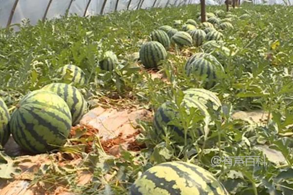 西瓜病毒病的防治措施及喷施植病灵乳剂等药物参考