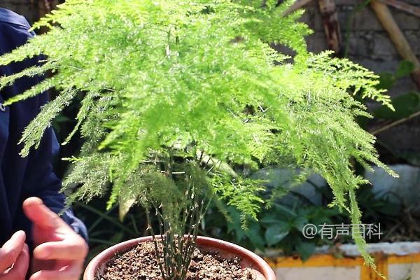 阳台种植文竹养护指南：文竹的养殖方法与注意事项