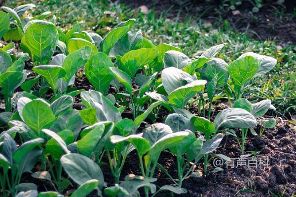 根据百度SEO规范，可以将文章标题修改为：“芥兰菜的最佳播种时间及3月份播种技巧”