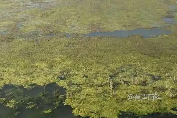 清除虾稻田中的青苔的标题可以按照百度SEO规范修改为：“虾稻田青苔清除方法详解：有效措施一览”