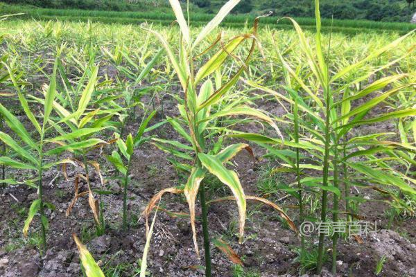 生姜病虫害防治技术及种植前消毒处理