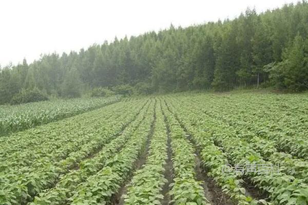 赤小豆播种及种植管理技巧