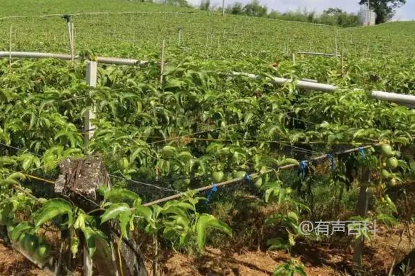 种植百香果的最佳时间及种植技术分享