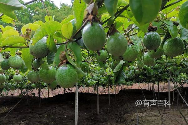 种植百香果的最佳时间及种植技术分享