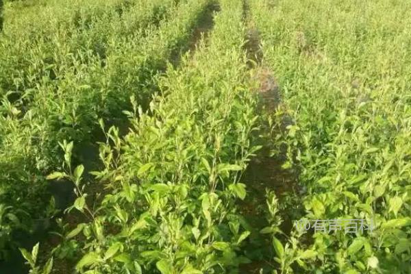 当涉及到优化标题以符合百度SEO规范时，建议修改为：“苍术种植时间推荐：3-4月最佳播种时机”这样的形式。