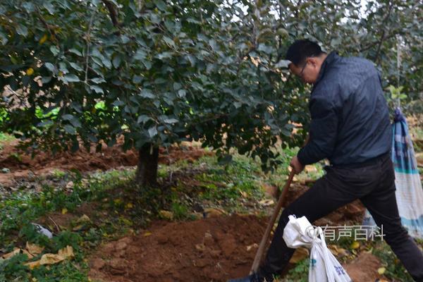 秋季苹果管理技巧：根据土壤墒情适量浇水