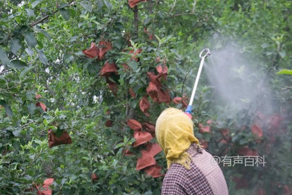 秋季苹果管理技巧：根据土壤墒情适量浇水