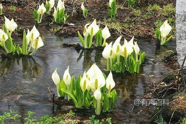 马蹄莲球根种植技巧及简单易学的方法