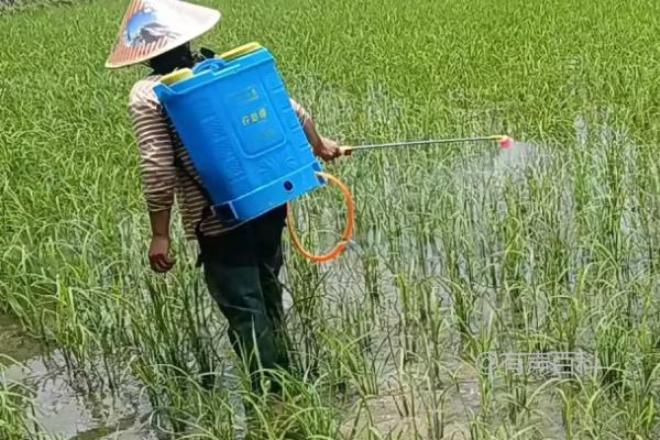 除草剂伤苗后如何恢复，快速除草和化学解毒方法