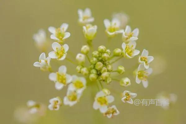 根据百度SEO规范，我建议将标题修改为：

**荠菜花的功效与作用：增强抵抗力与缓解眼疲劳**

这样修改的原因包括：
1. **关键词前置**：将“荠菜花的功效与作用”放在标题的开头，有助于搜索引擎更好地抓取主要内容。
2. **清晰简洁**：标题简明扼要，更容易吸引用户点击。
3. **增加吸引力**：用冒号分隔主关键词和具体功效，有助于提升可读性和吸引力。