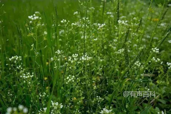 根据百度SEO规范，我建议将标题修改为：

**荠菜花的功效与作用：增强抵抗力与缓解眼疲劳**

这样修改的原因包括：
1. **关键词前置**：将“荠菜花的功效与作用”放在标题的开头，有助于搜索引擎更好地抓取主要内容。
2. **清晰简洁**：标题简明扼要，更容易吸引用户点击。
3. **增加吸引力**：用冒号分隔主关键词和具体功效，有助于提升可读性和吸引力。