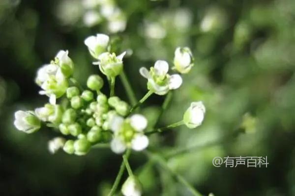 根据百度SEO规范，我建议将标题修改为：

**荠菜花的功效与作用：增强抵抗力与缓解眼疲劳**

这样修改的原因包括：
1. **关键词前置**：将“荠菜花的功效与作用”放在标题的开头，有助于搜索引擎更好地抓取主要内容。
2. **清晰简洁**：标题简明扼要，更容易吸引用户点击。
3. **增加吸引力**：用冒号分隔主关键词和具体功效，有助于提升可读性和吸引力。