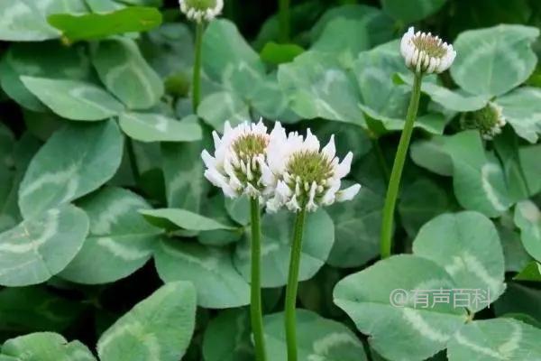 **宝铎草是什么植物，有什么形态特点**

宝铎草（Buddleja）是一种属于马鞭草科的植物，也被称为蝴蝶花。它通常是灌木状植物，具有长而细小的叶子，花朵多为紫色或白色，且散发出浓郁的香气。这种植物生长迅速，喜欢阳光充足和排水良好的环境，适应性强，是许多园艺爱好者喜爱的观赏植物之一。