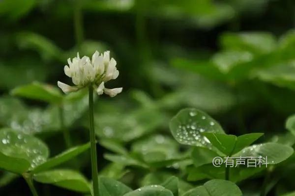 **宝铎草是什么植物，有什么形态特点**

宝铎草（Buddleja）是一种属于马鞭草科的植物，也被称为蝴蝶花。它通常是灌木状植物，具有长而细小的叶子，花朵多为紫色或白色，且散发出浓郁的香气。这种植物生长迅速，喜欢阳光充足和排水良好的环境，适应性强，是许多园艺爱好者喜爱的观赏植物之一。