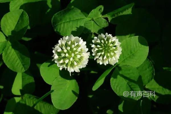 **宝铎草是什么植物，有什么形态特点**

宝铎草（Buddleja）是一种属于马鞭草科的植物，也被称为蝴蝶花。它通常是灌木状植物，具有长而细小的叶子，花朵多为紫色或白色，且散发出浓郁的香气。这种植物生长迅速，喜欢阳光充足和排水良好的环境，适应性强，是许多园艺爱好者喜爱的观赏植物之一。