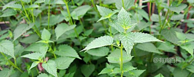 藿香花的季节和分布情况