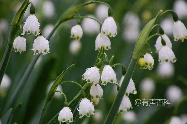 铃兰花的香味如何？