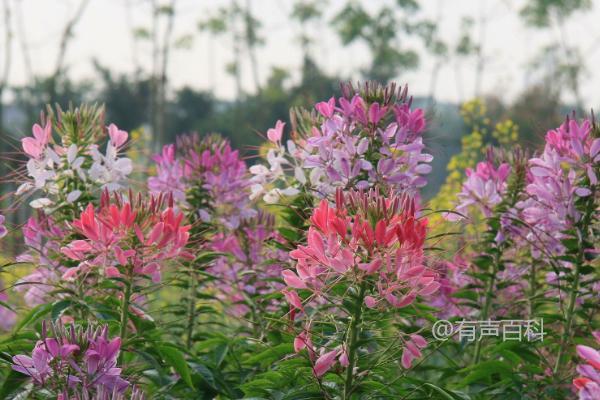 晴天下的醉蝶花怎样浇水？适合晴天每隔一天浇水