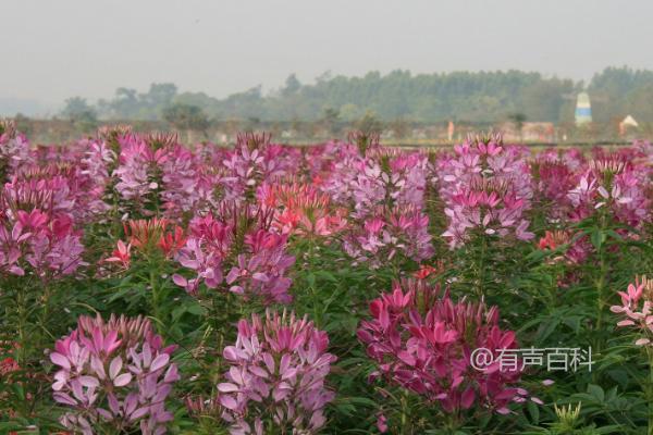 晴天下的醉蝶花怎样浇水？适合晴天每隔一天浇水