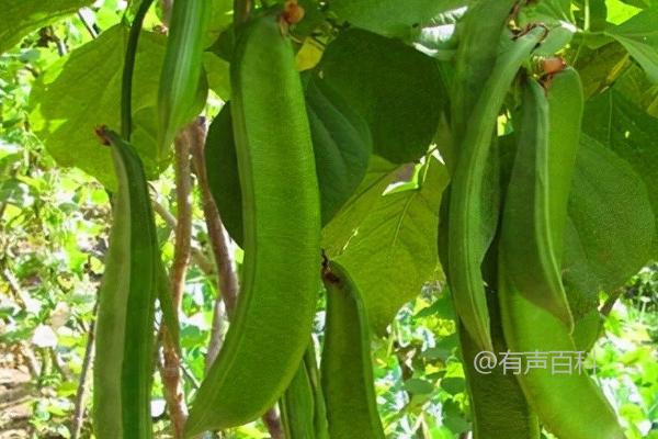 刀豆亩产多少斤？种植常规下亩产1000-1500公斤左右