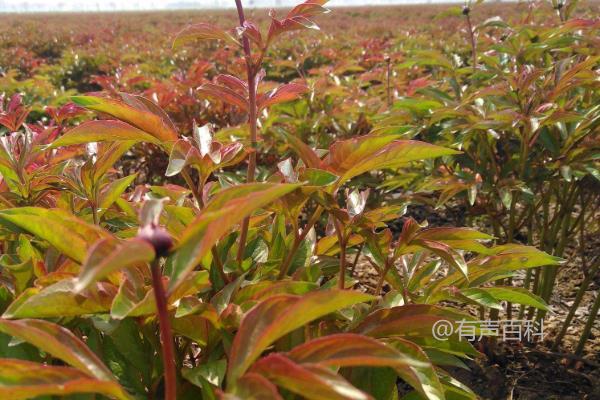 白芍种植需注意事项