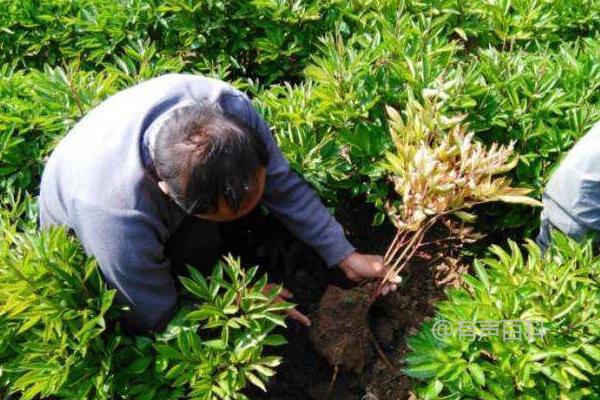 白芍种植需注意事项