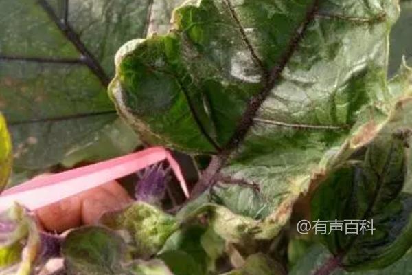 解析茄子卷叶问题的原因及有效解决方法