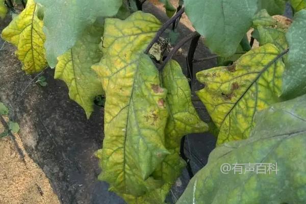 解析茄子卷叶问题的原因及有效解决方法