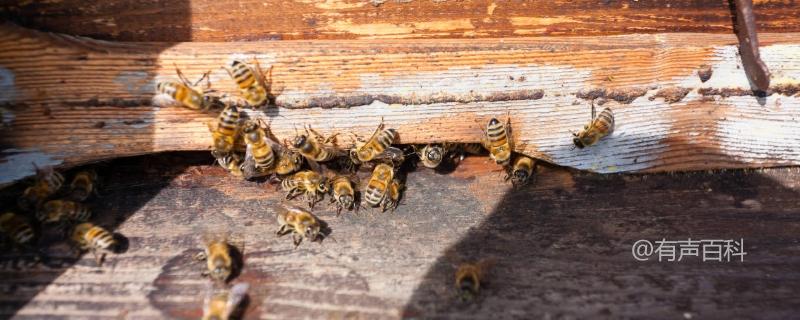 蜜蜂的群体生物学特性及行为分析