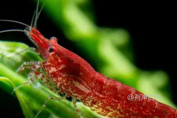 你希望了解樱花虾的哪些具体信息？比如它的生物分类、生态习性，还是其他方面？