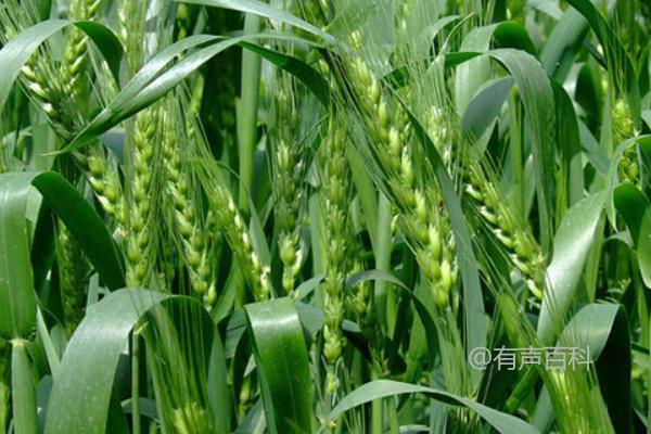 宁麦40小麦品种特性及每亩适宜基本苗量约为18万