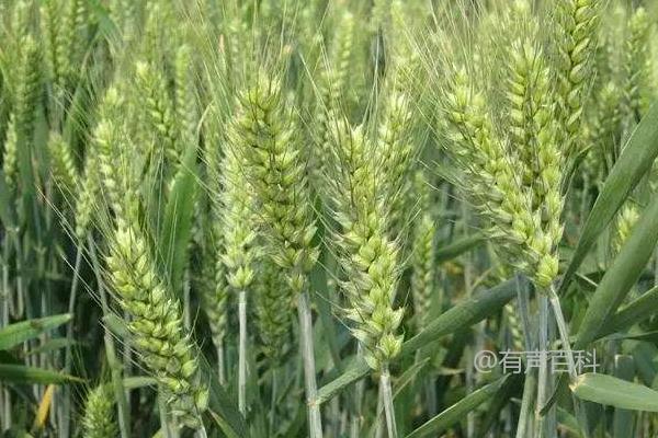 宁麦40小麦品种特性及每亩适宜基本苗量约为18万