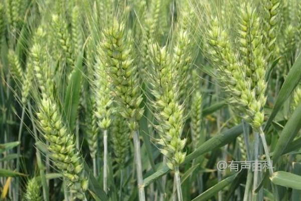 宁麦40小麦品种特性及每亩适宜基本苗量约为18万