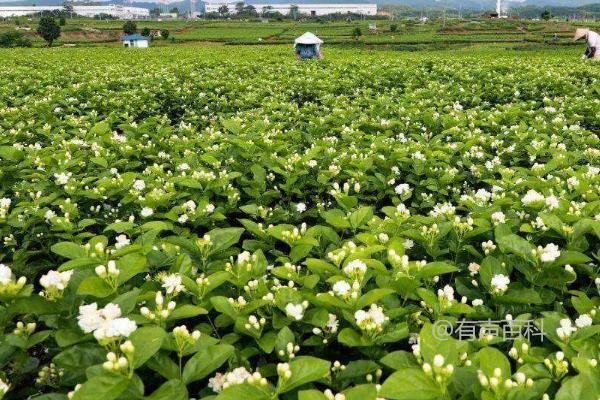 茉莉花茶的产地及种类介绍