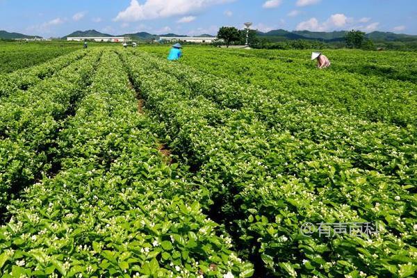 茉莉花茶的产地及种类介绍