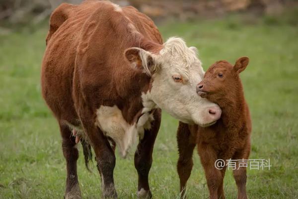 母牛怀孕期间会持续多久才会生下小牛？