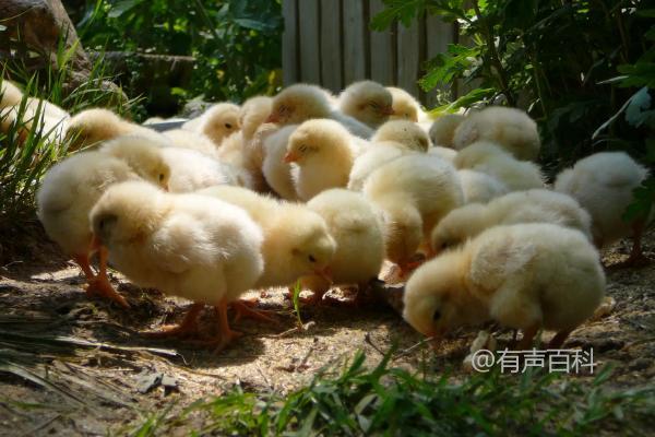 鸡宝宝的饲料吃什么好