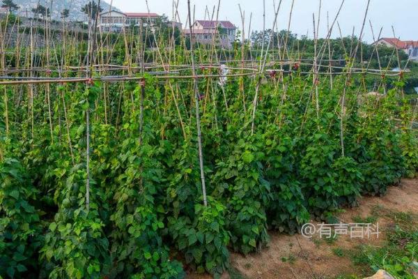 你希望修改的标题是关于菜豆豆野螟的危害表现吗？如果是这样，考虑到百度SEO规范，可以将标题修改为：“菜豆豆野螟危害详解：幼虫蛀入豆荚对品质的影响”。这样可以更准确地反映内容并提升搜索引擎的可见度。