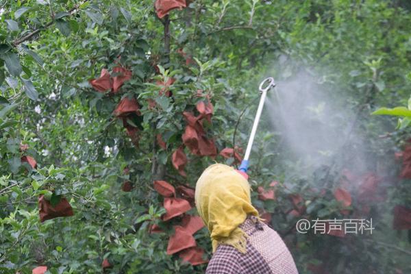 夏季苹果园喷药禁忌：温度高、露水未干时慎用