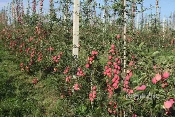 夏季苹果园喷药禁忌：温度高、露水未干时慎用