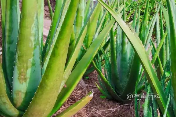 什么多肉植物可以食用？这6种植物适合尝试