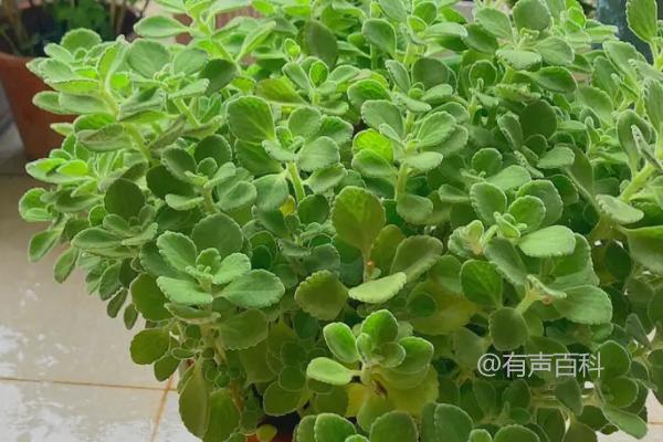 什么多肉植物可以食用？这6种植物适合尝试