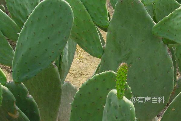 什么多肉植物可以食用？这6种植物适合尝试