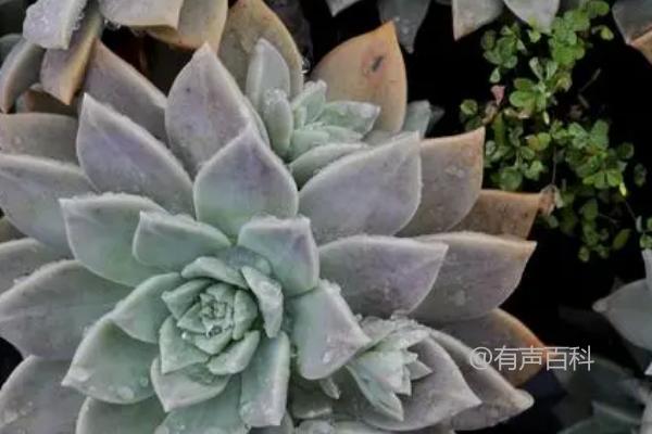 什么多肉植物可以食用？这6种植物适合尝试