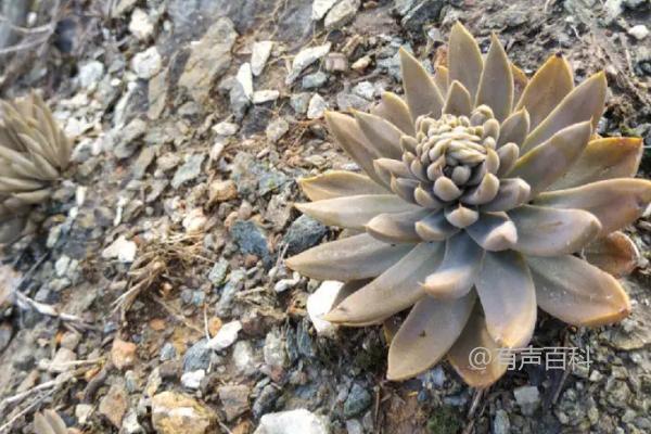 什么多肉植物可以食用？这6种植物适合尝试